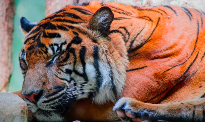 Animali, una mostra da non perdere